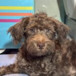 CARSON – Schnoodle $1700