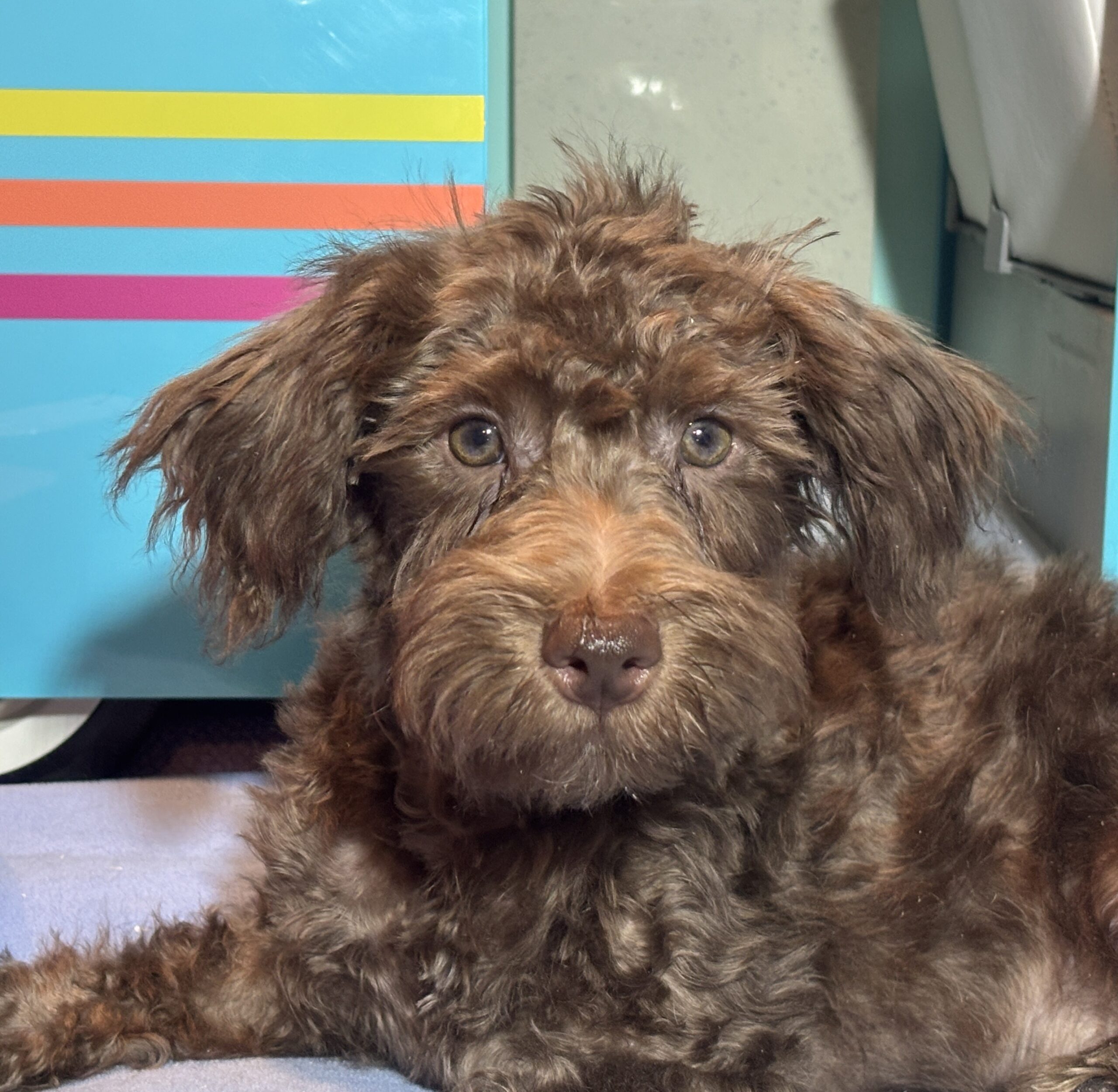 CARSON – Schnoodle $1700