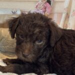 CARSON – Schnoodle $2300