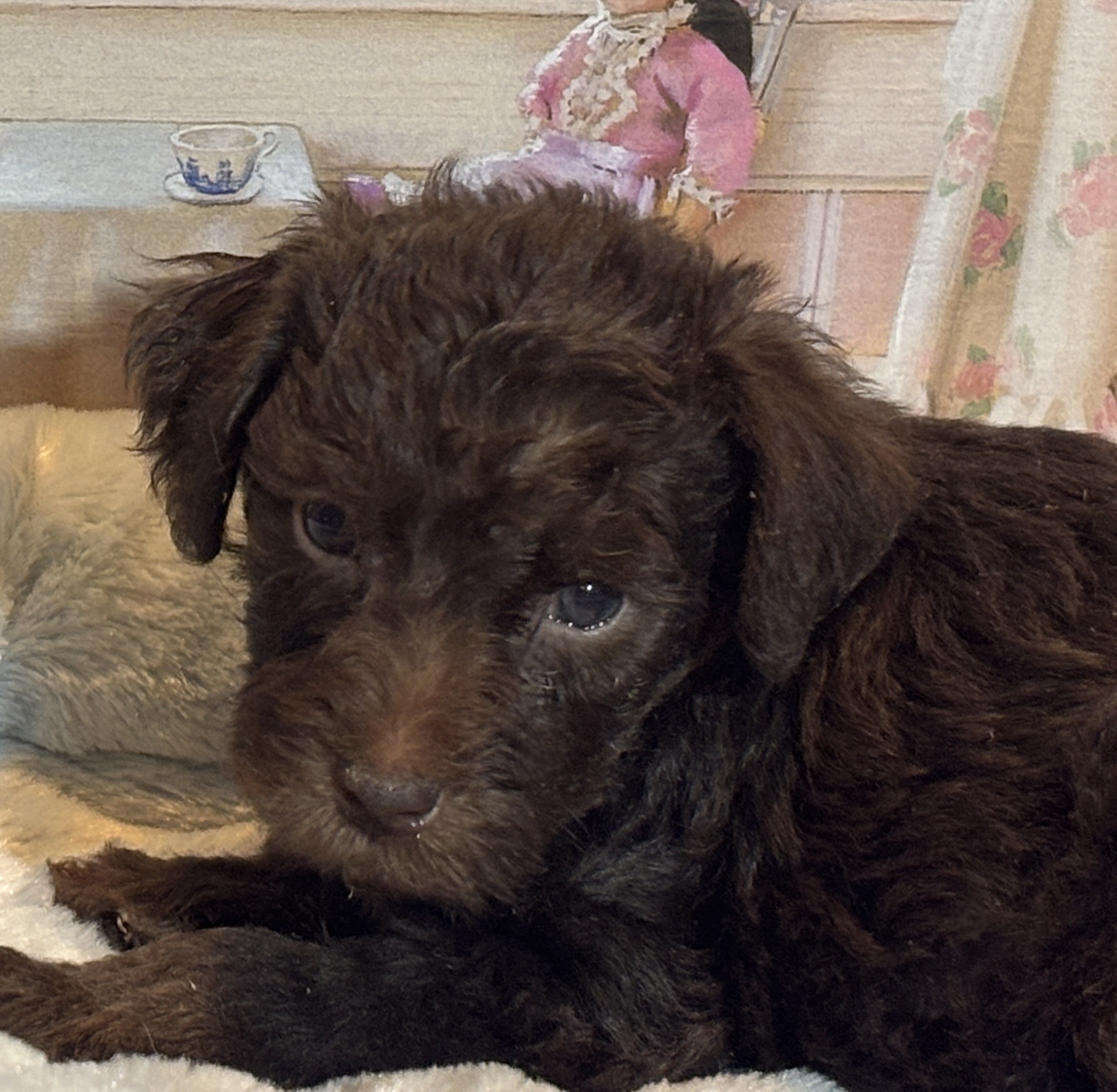 CARSON – Schnoodle $2300