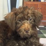 CARSON – Schnoodle $1900