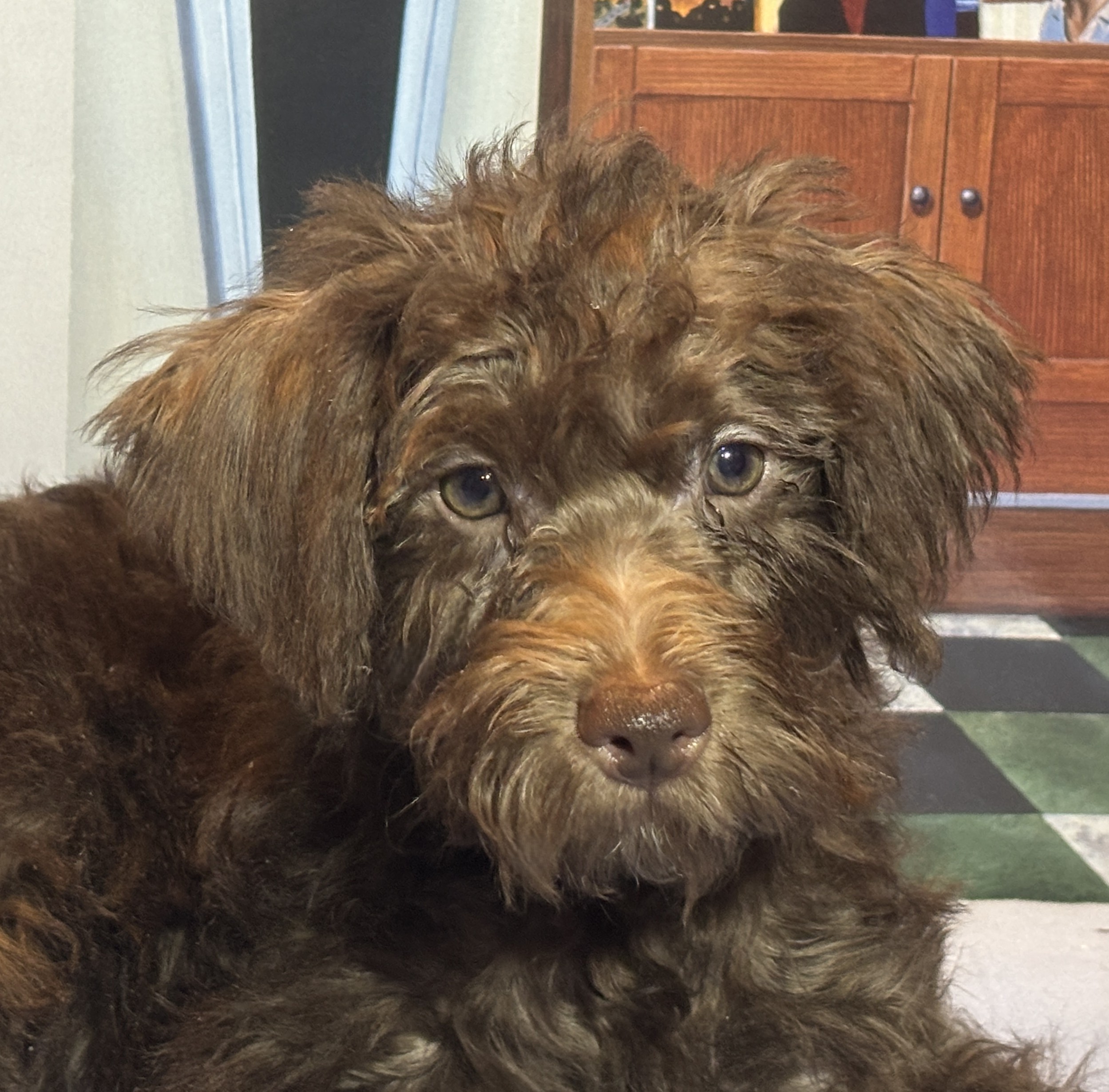 CARSON – Schnoodle $1900