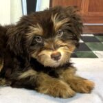 DARWIN – Schnoodle $2300