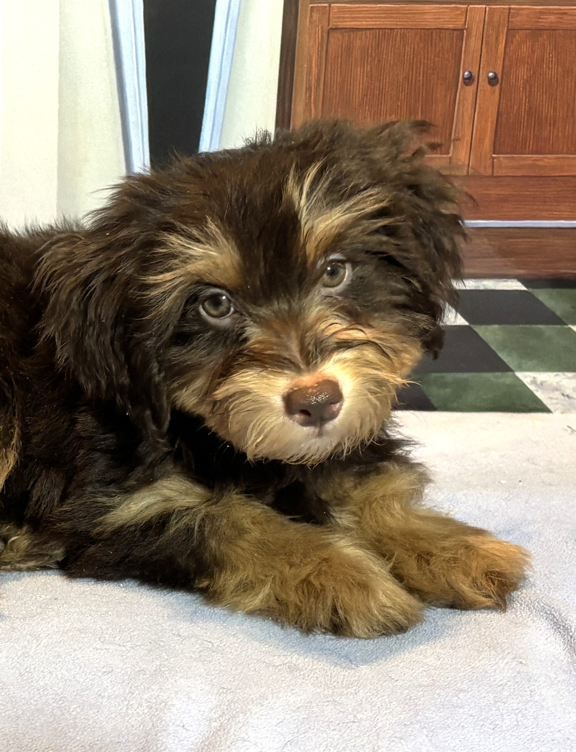 DARWIN – Schnoodle $2300