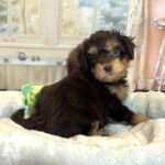 DARWIN – Schnoodle $2500