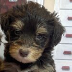 DUCHESS – Schnoodle  $2500