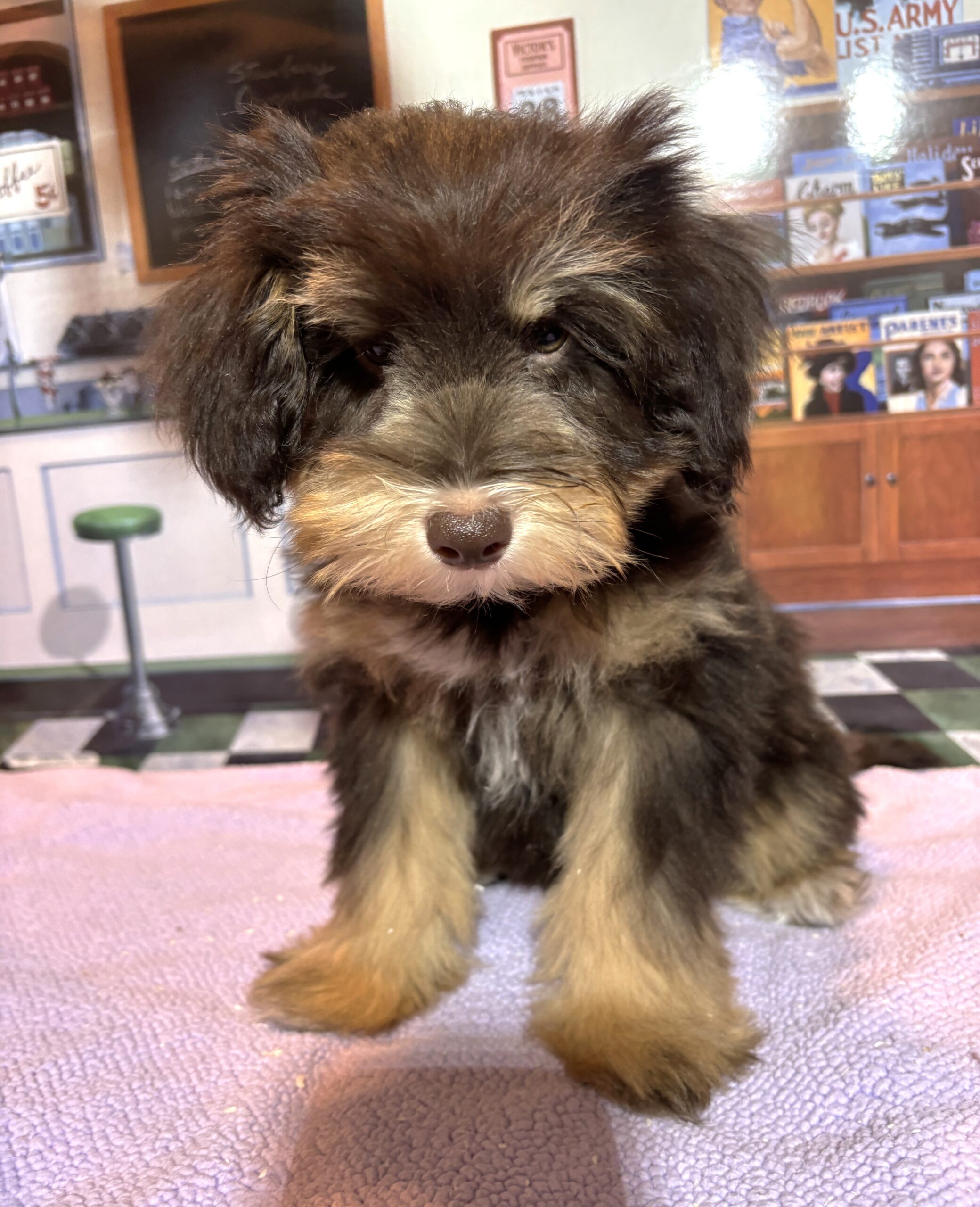 DUCHESS – Schnoodle  $2300