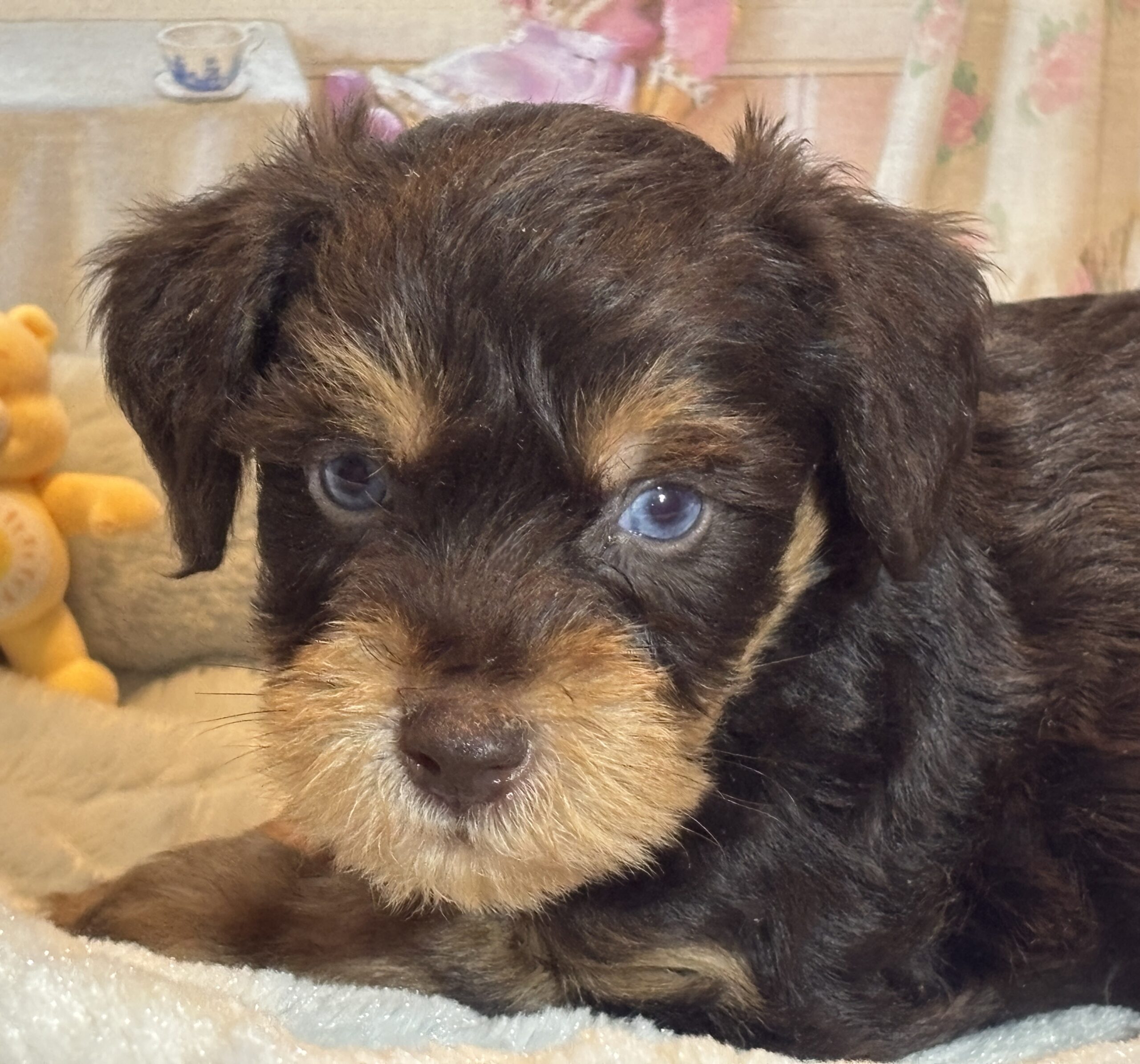 EINSTEIN – Schnoodle $2500