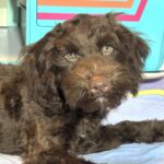 LEONARDO – Schnoodle $1900