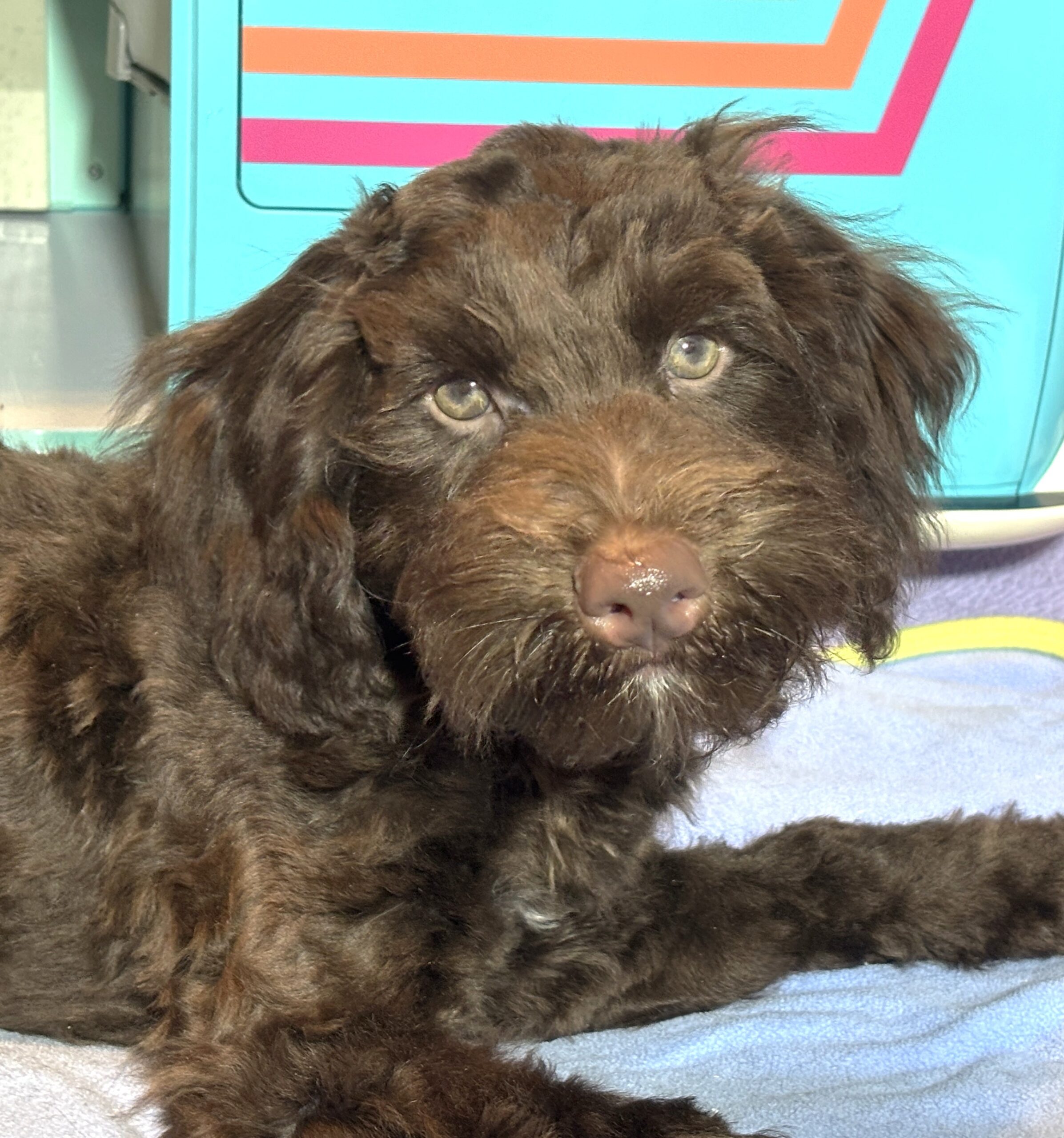 LEONARDO – Schnoodle $1900