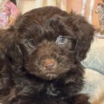 LEONARDO – Schnoodle $2300