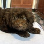 LEONARDO – Schnoodle $2100