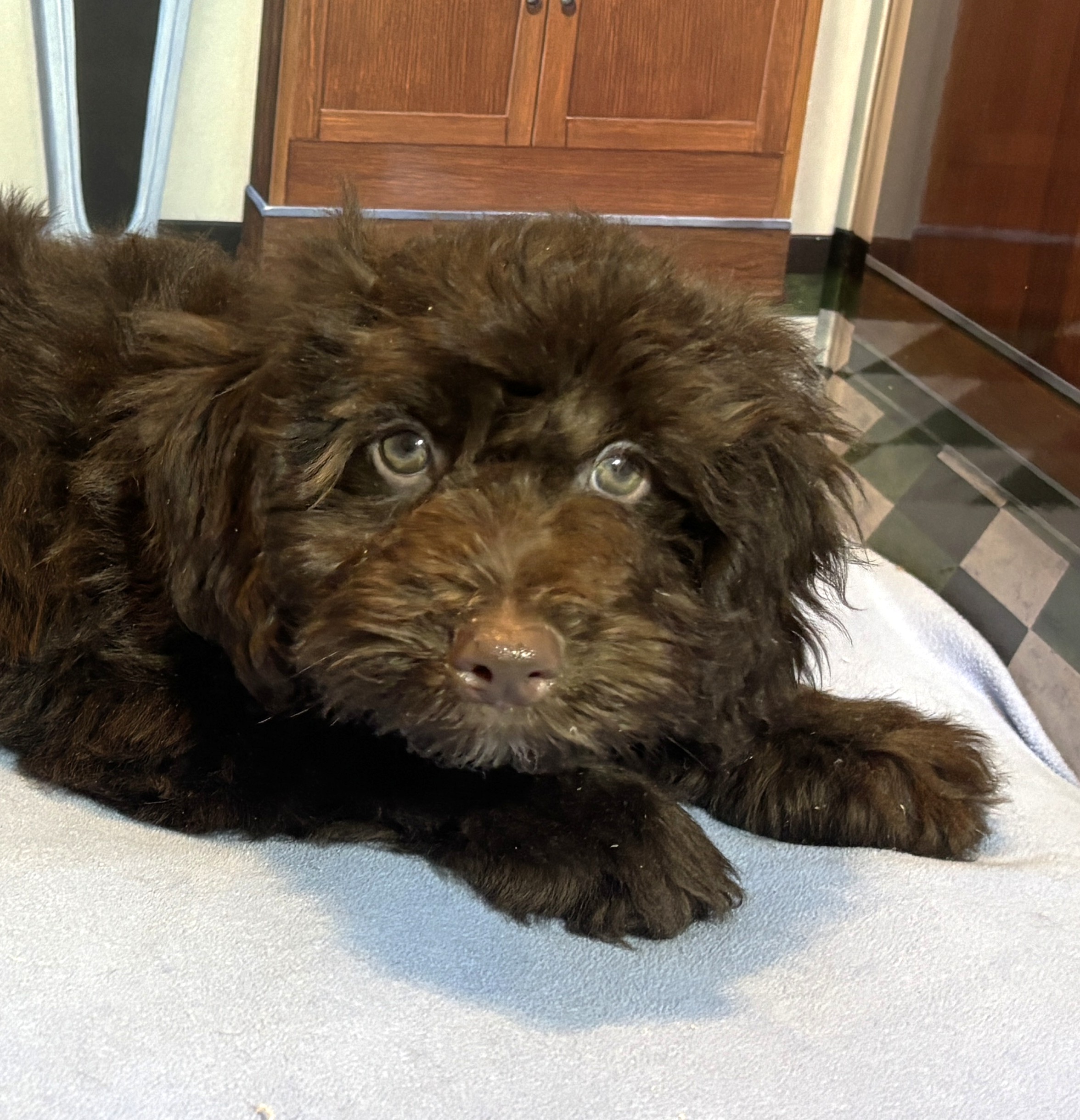 LEONARDO – Schnoodle $2100