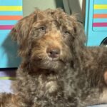NIKOLA – Schnoodle $1700