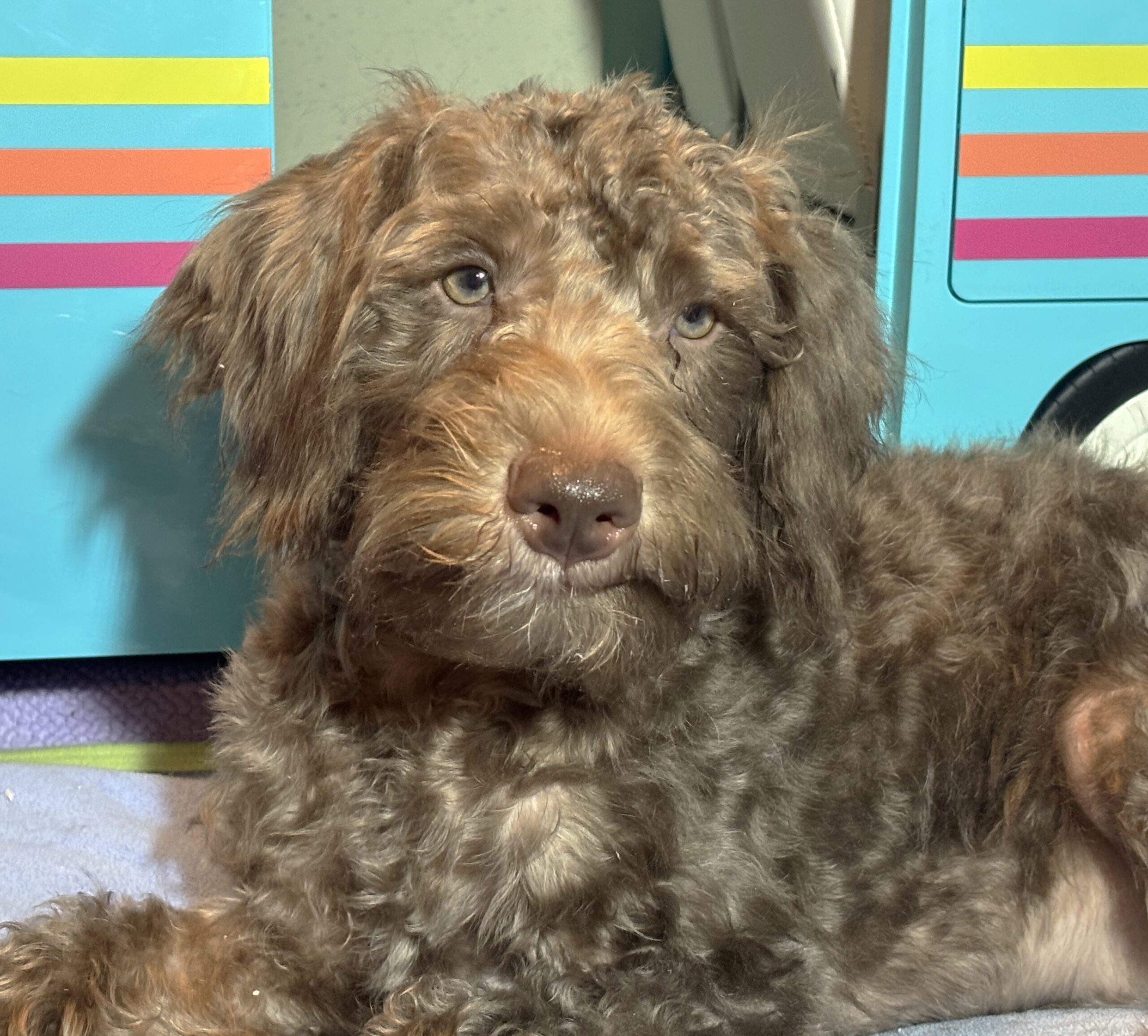 NIKOLA – Schnoodle $1700