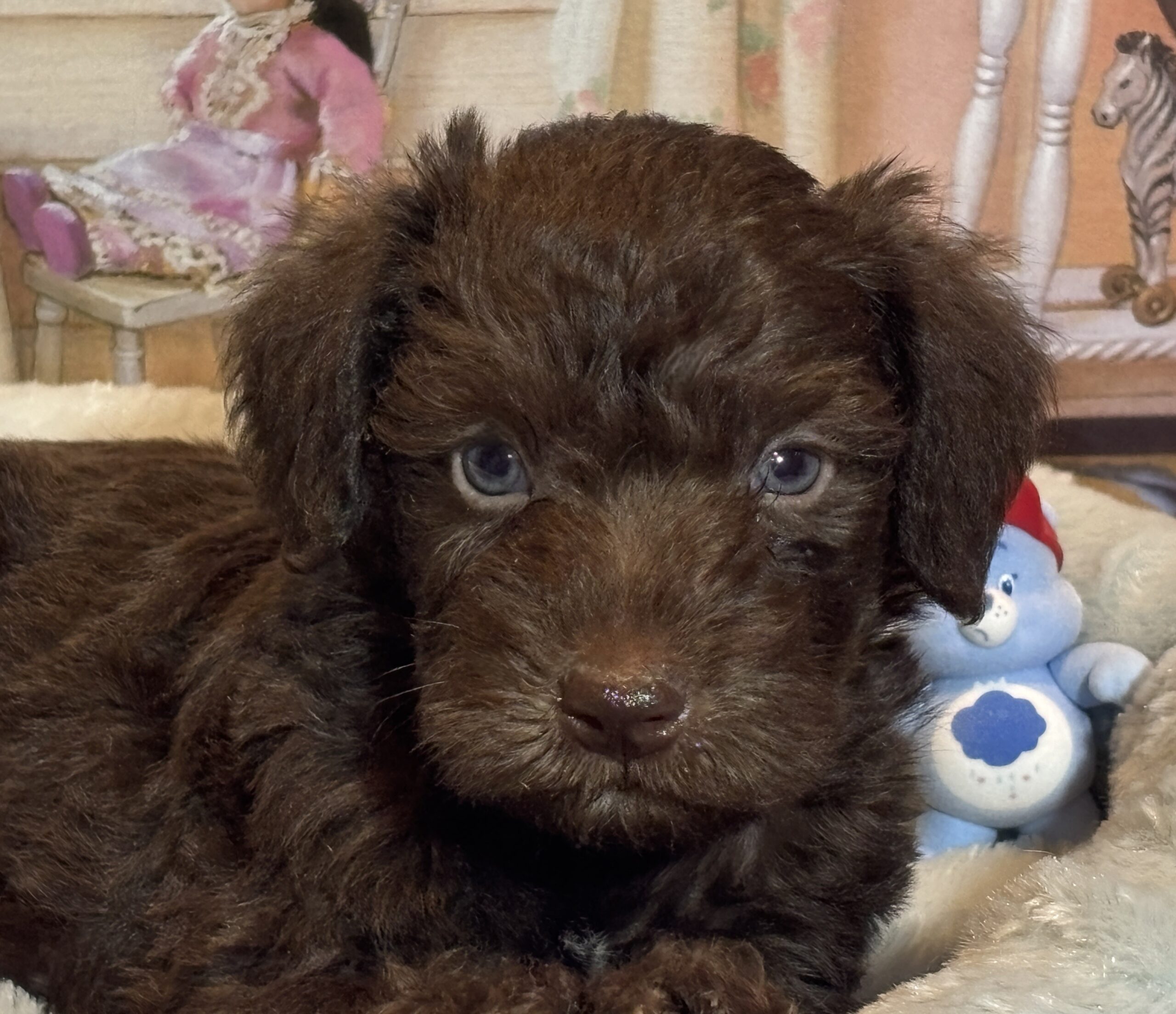 NIKOLA – Schnoodle $2300