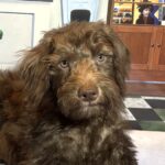 NIKOLA – Schnoodle $1900