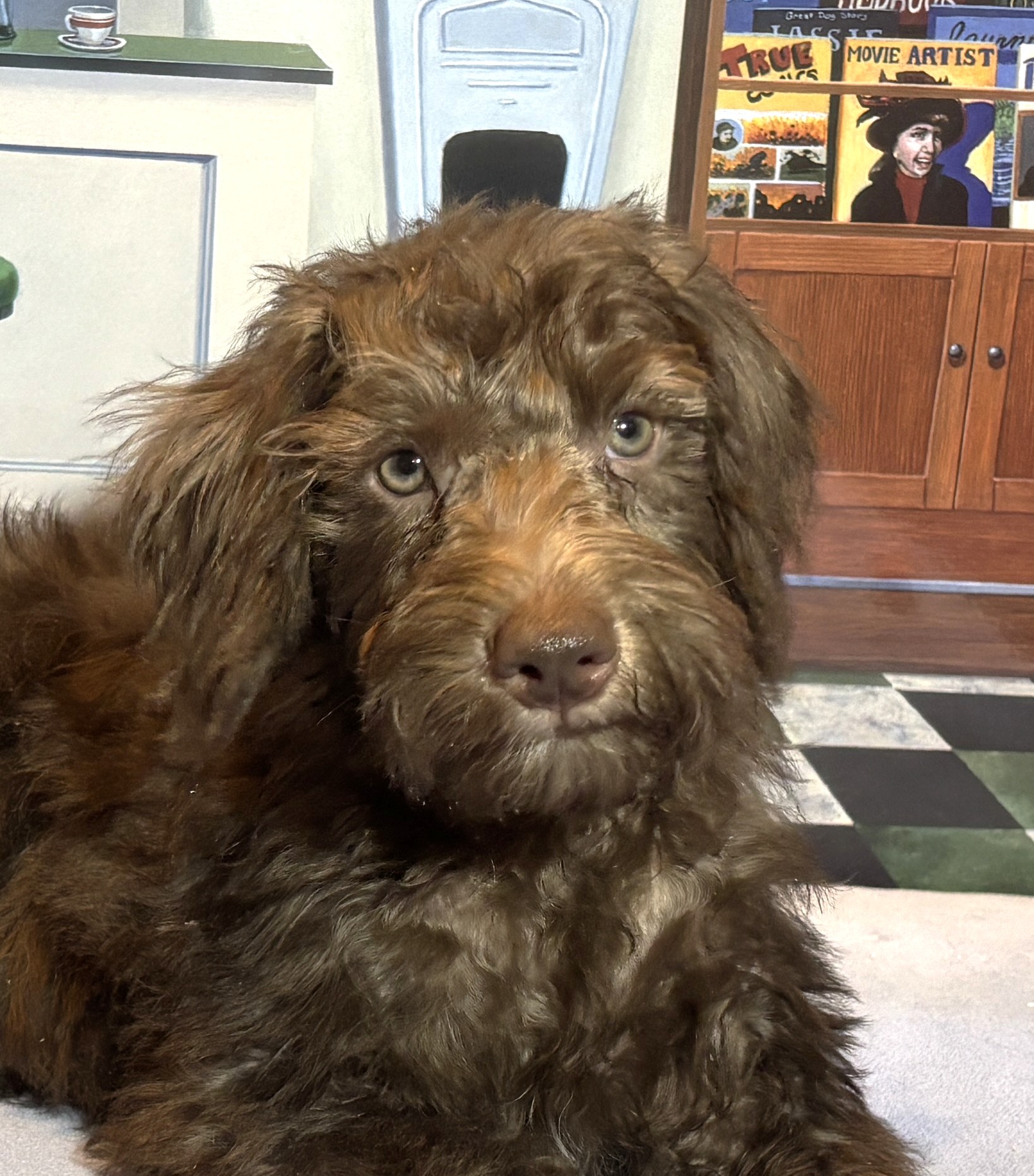 NIKOLA – Schnoodle $1900