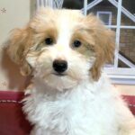 BROOKE – Schnoodle $2500