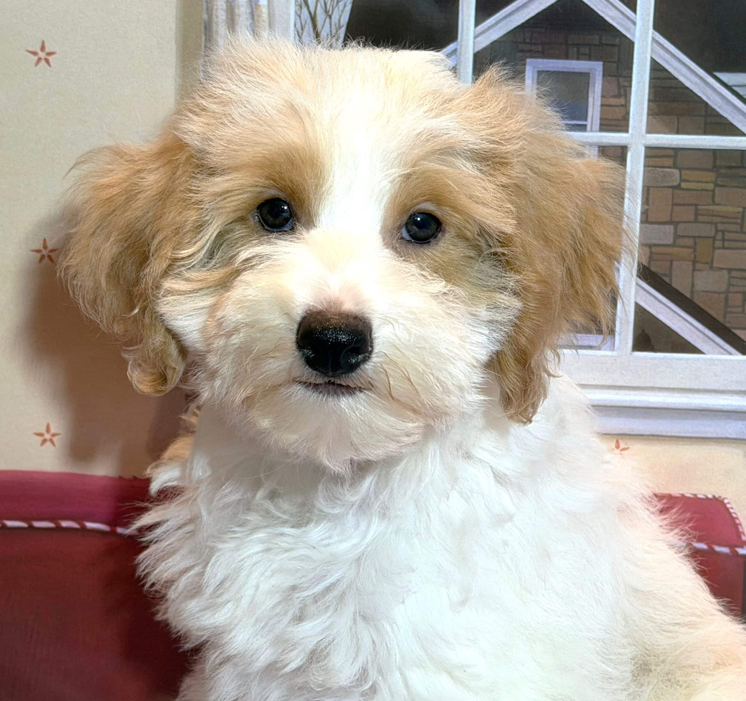 BROOKE – Schnoodle $2500