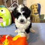 MURPHY – Schnoodle $2300