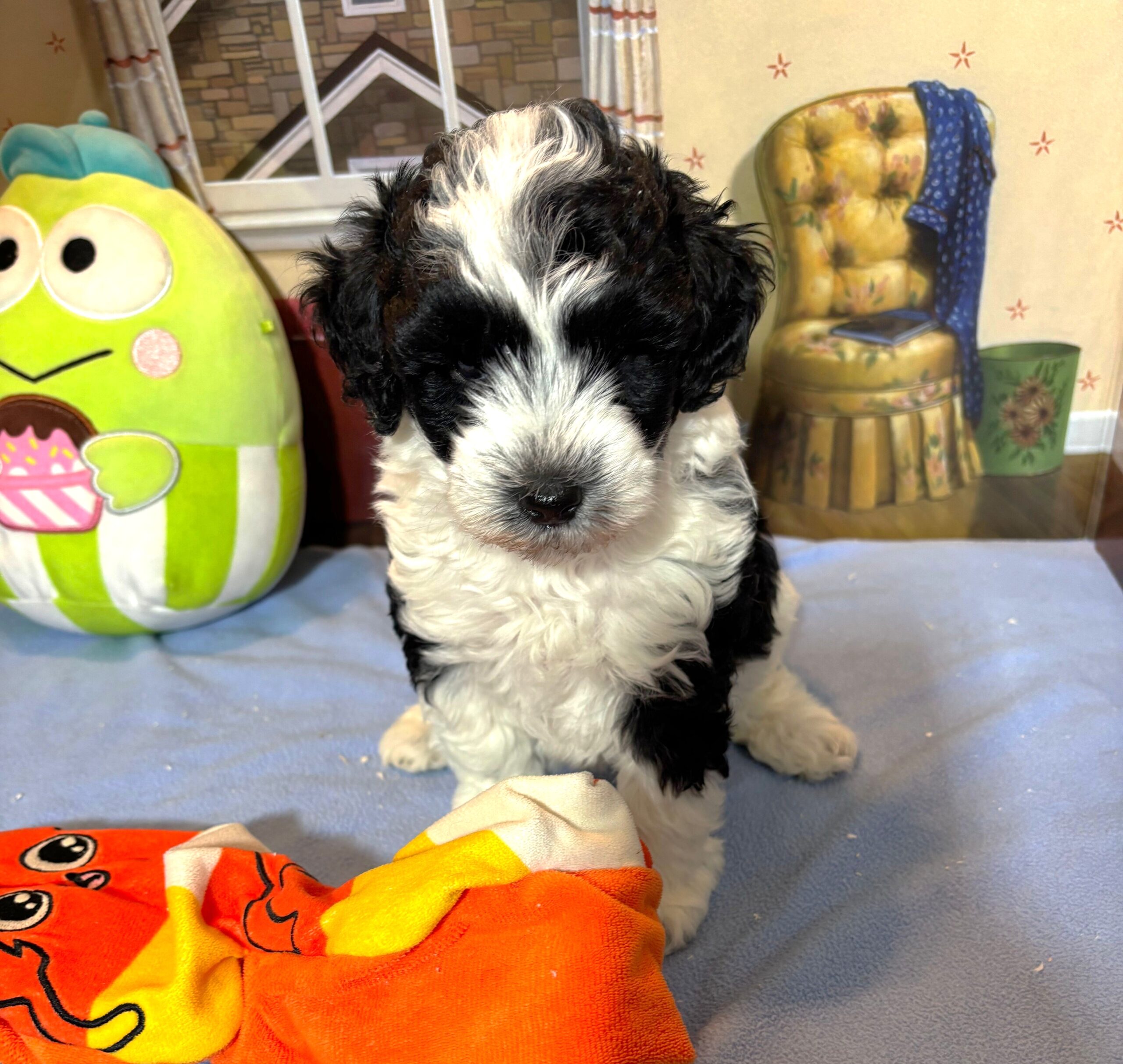 MURPHY – Schnoodle $2300
