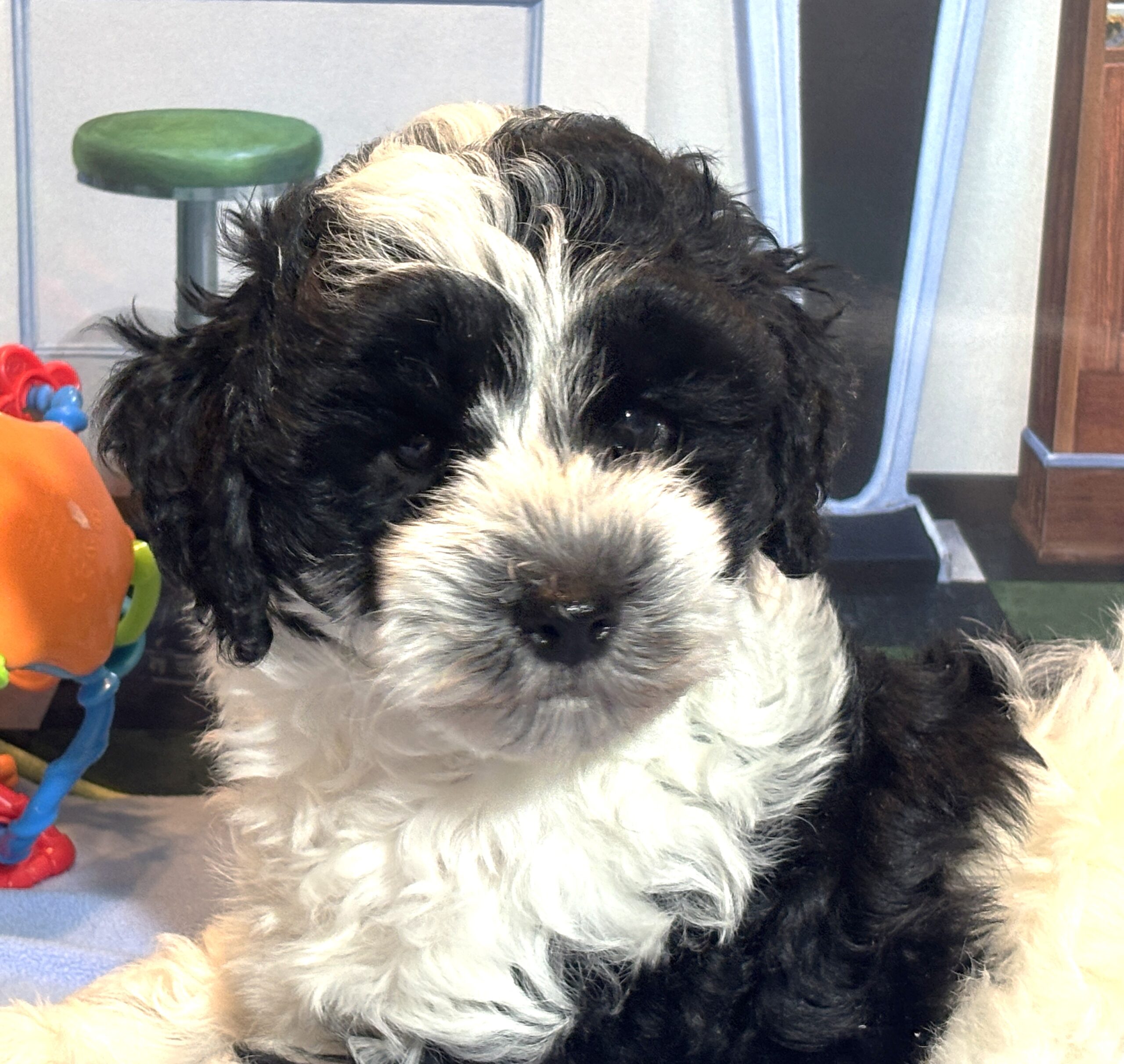 MURPHY – Schnoodle $2300