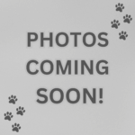 New Schnoodle Litters Coming! Click ‘View Details’ to Learn More