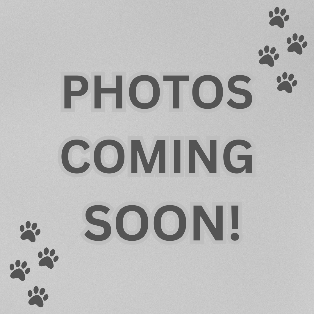 New Schnoodle Litters Coming! Click ‘View Details’ to Learn More