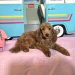 PARIS – AKC Toy Poodle NOW $3200