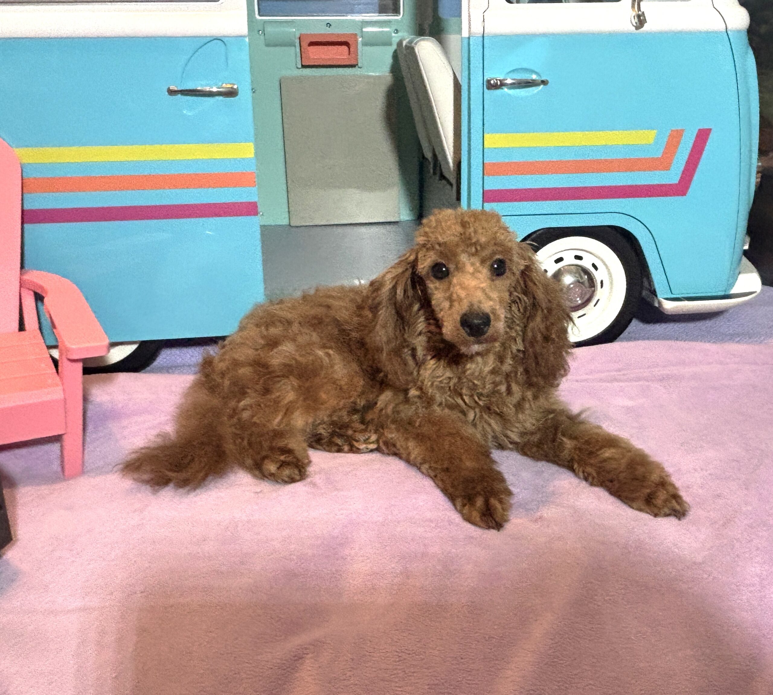PARIS – AKC Toy Poodle NOW $3200