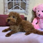 PARIS – Toy Poodle $3900