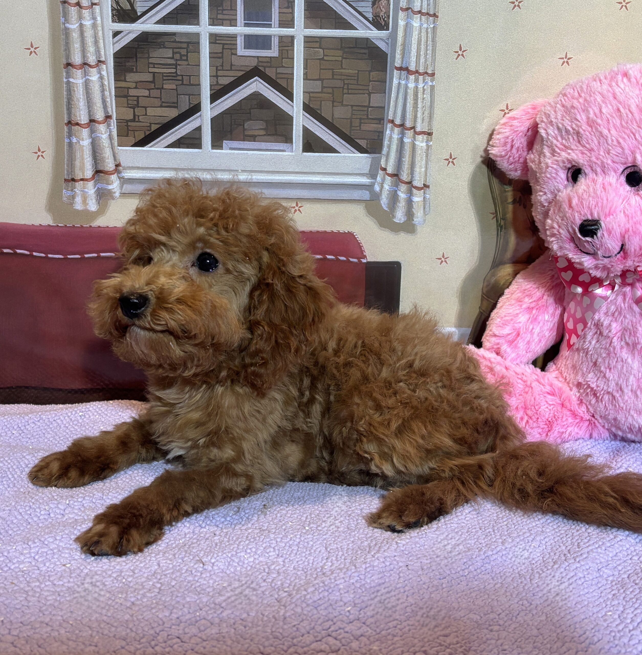 PARIS – Toy Poodle $3900