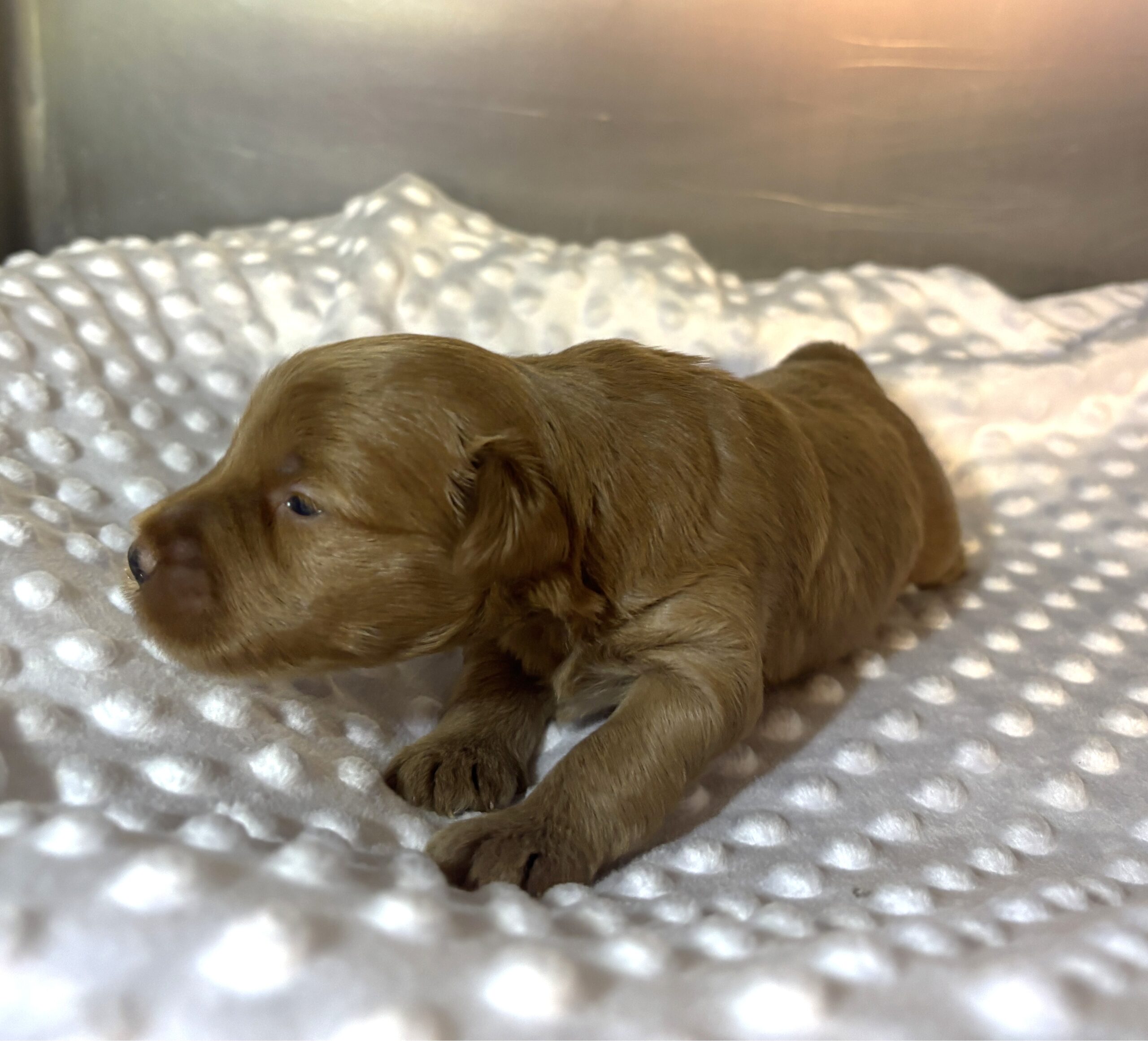 PORSCHE – Schnoodle $2500