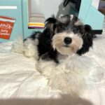 MADDIE – Toy Schnauzer $2000