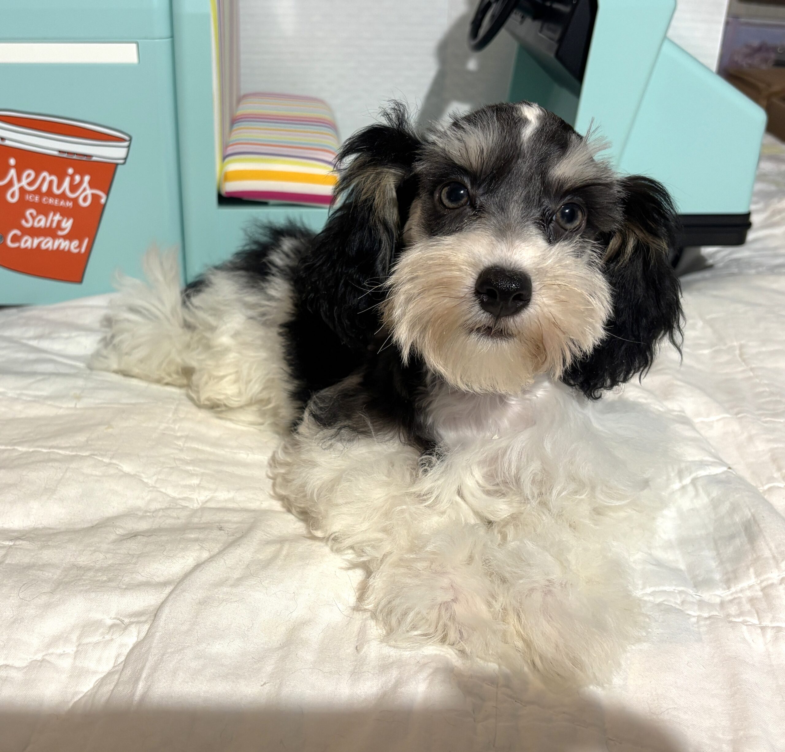 MADDIE – Toy Schnauzer  $2000
