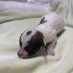 Chonzer (Bichon / Schnauzer Mix) Litter Has Arrived!