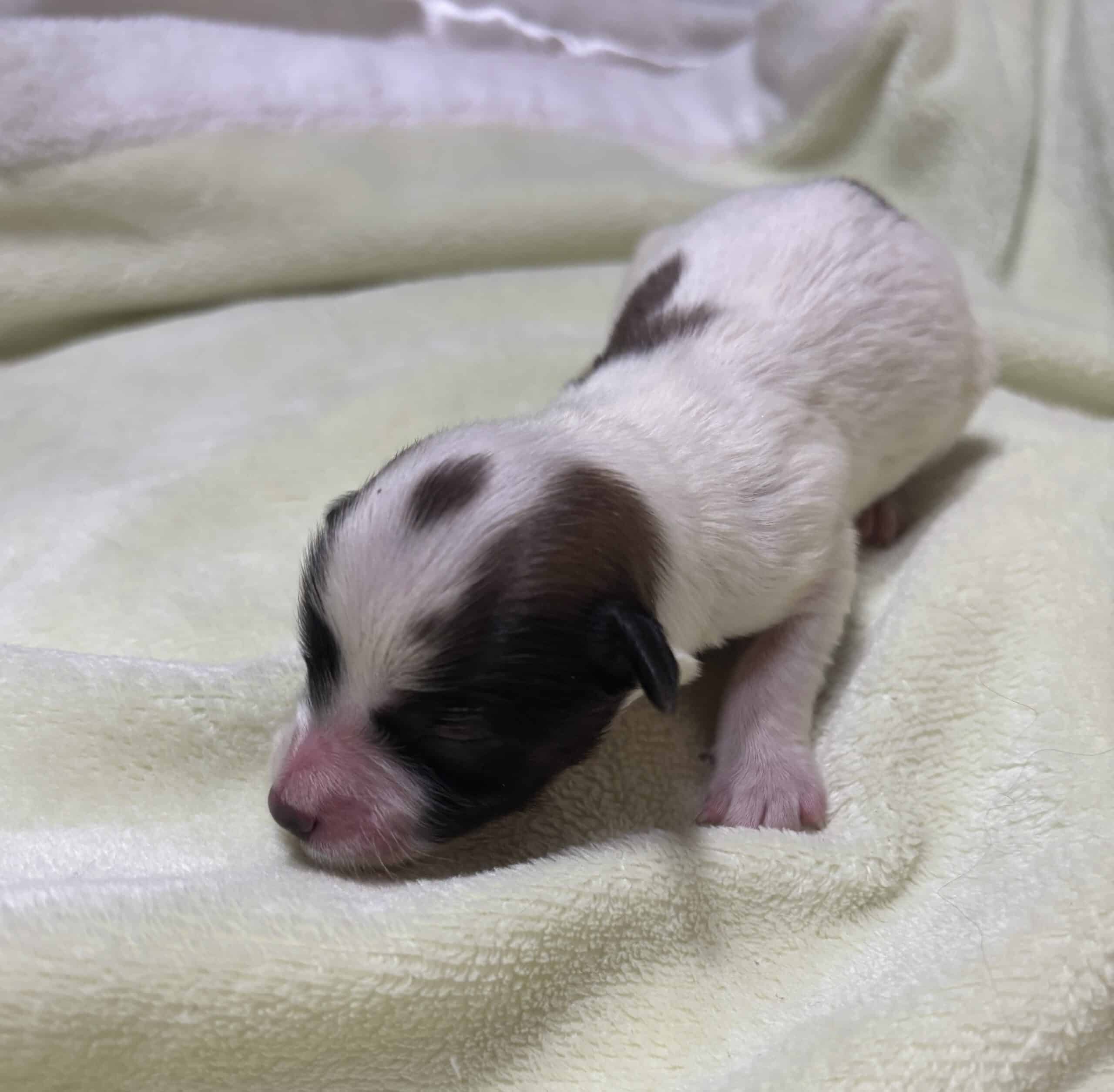 Chonzer (Bichon / Schnauzer Mix) Litter Has Arrived!