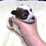 AMBER – Chonzer (Bichon / Schnauzer Mix)
