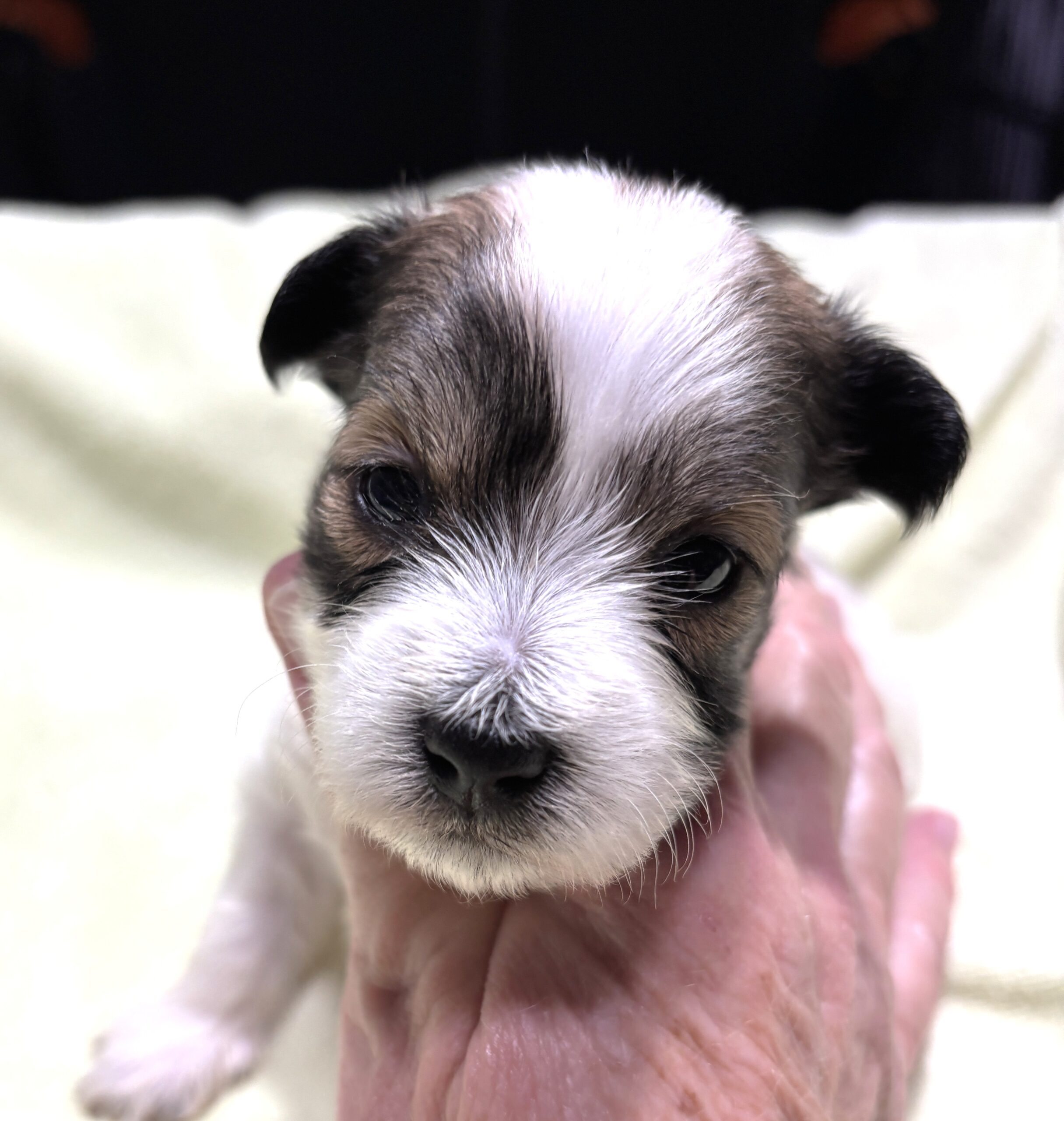 AMBER – Chonzer (Bichon / Schnauzer Mix)