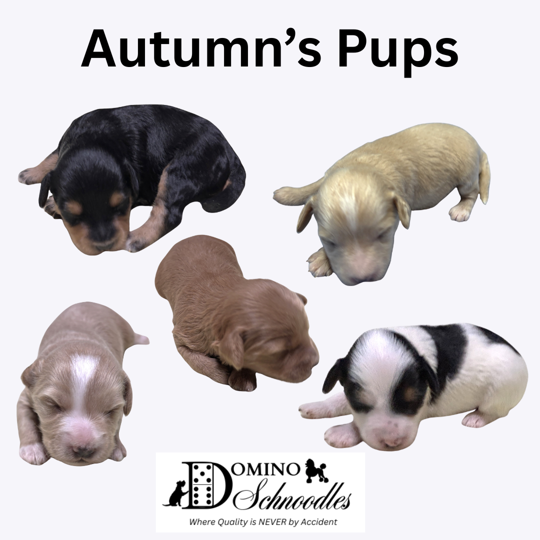 Autumn’s Schnoodle Litter!! Click Details to Learn More