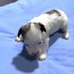 BAILEY – Chonzer (Bichon / Schnauzer Mix)