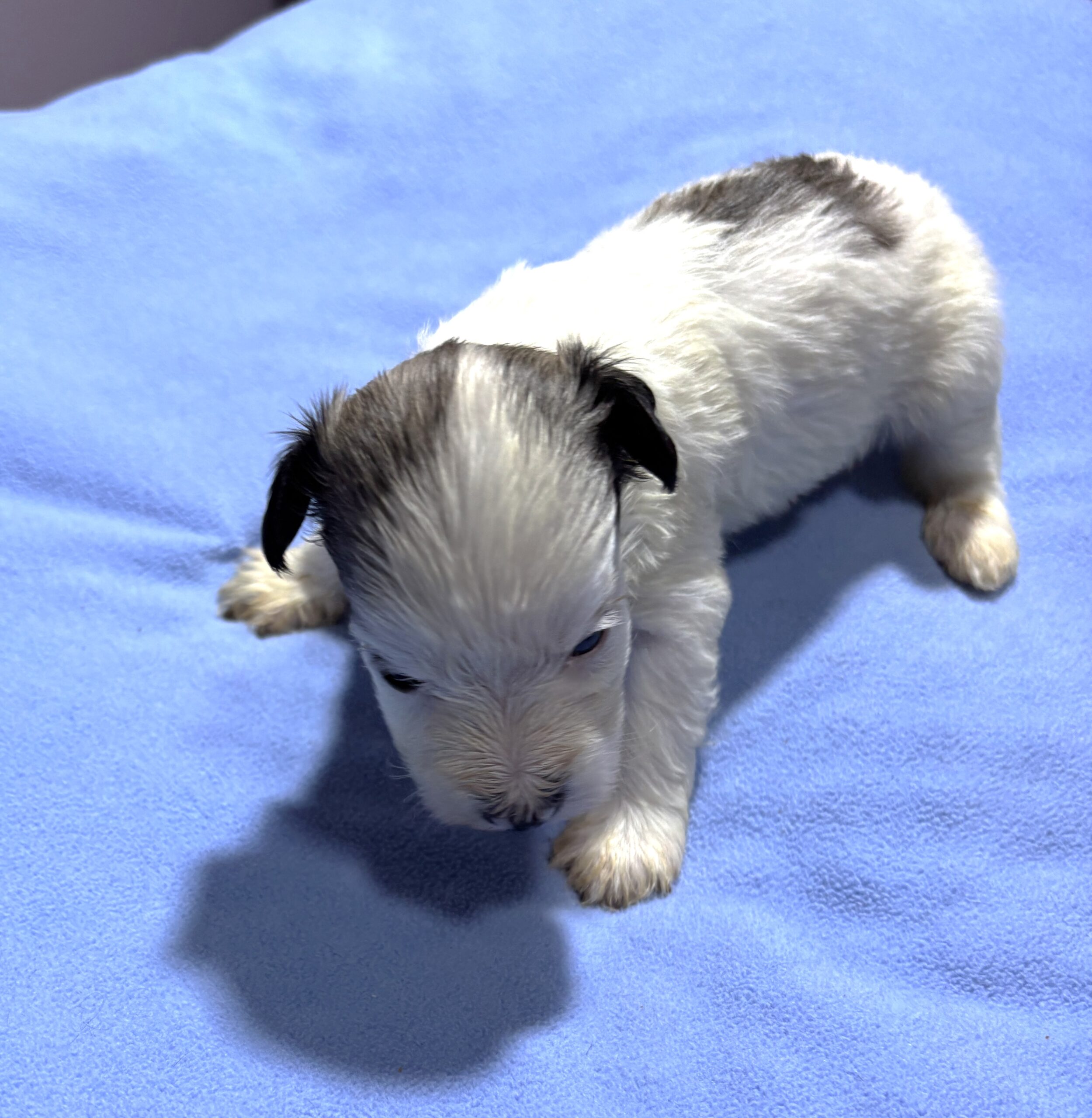 BAILEY – Chonzer (Bichon / Schnauzer Mix)