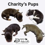 CHARITY’s Schnoodle Litter! Click Details to Learn More