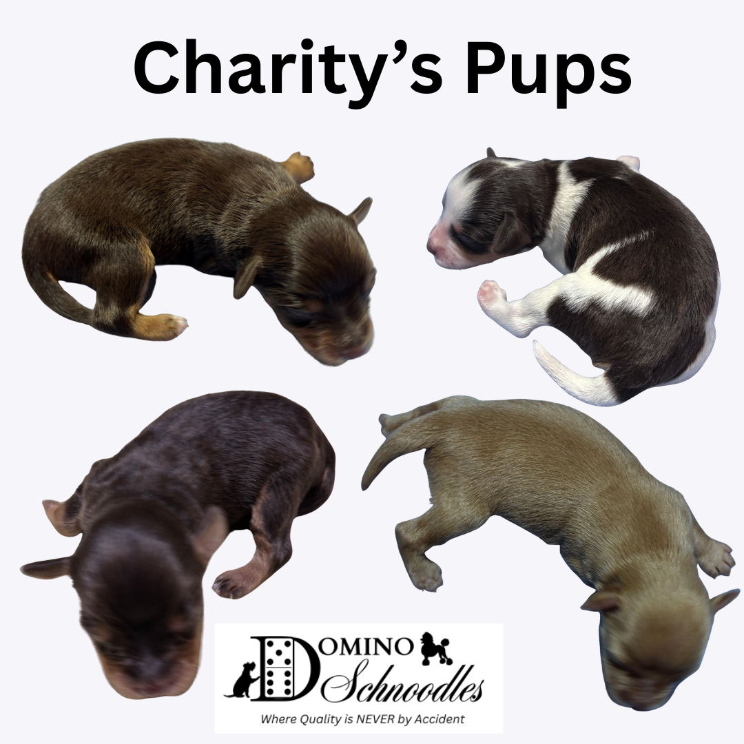 CHARITY’s Schnoodle Litter! Click Details to Learn More