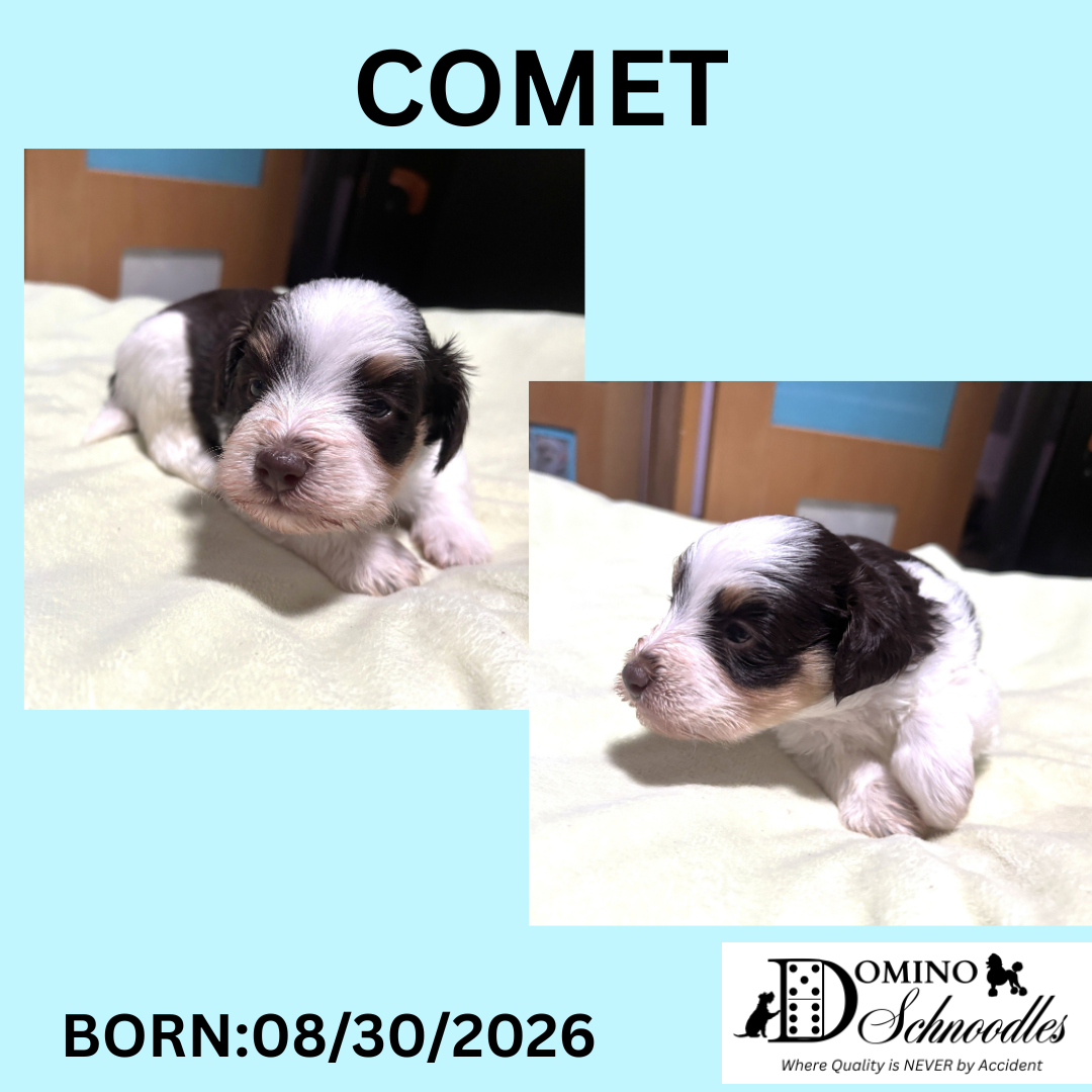 CHARITY’s Schnoodle Litter! ONLY 3 LEFT! Click Details to Learn More