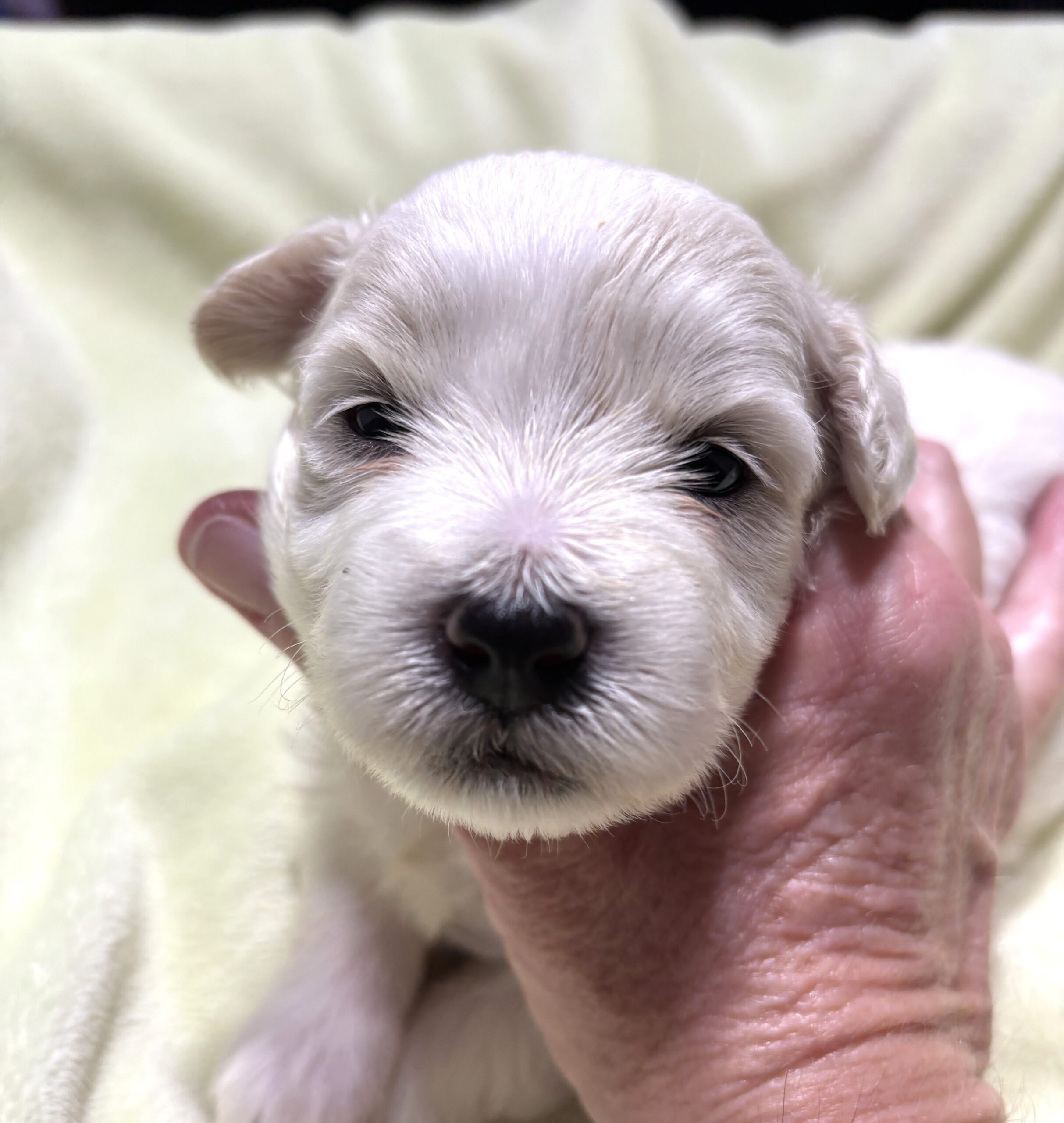 CRYSTAL – Chonzer (Bichon / Schnauzer Mix)