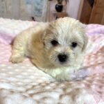 CRYSTAL – Chonzer (Bichon / Schnauzer Mix)