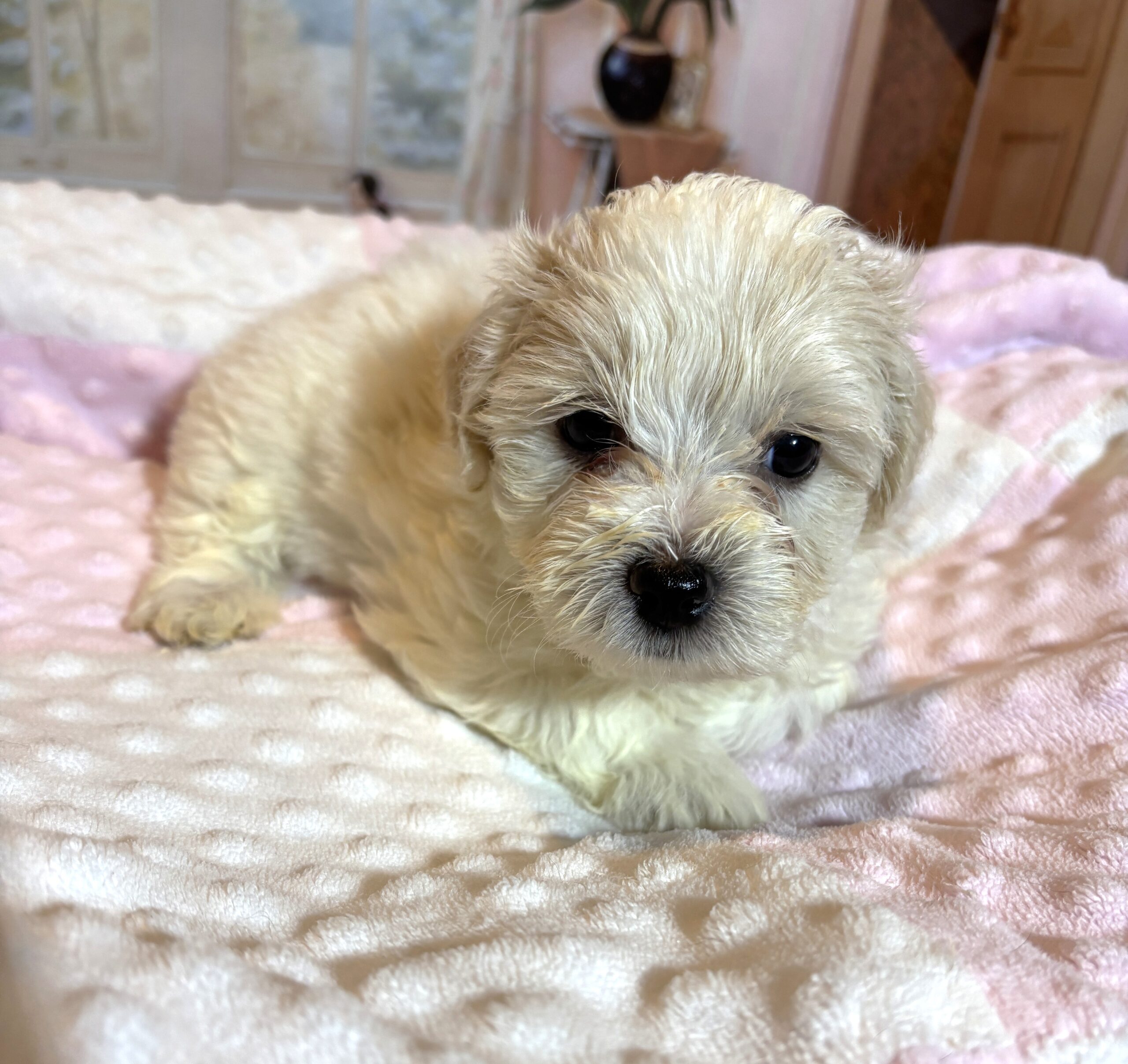 CRYSTAL – Chonzer (Bichon / Schnauzer Mix)