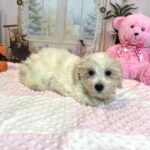 CRYSTAL – Chonzer (Bichon / Schnauzer Mix)